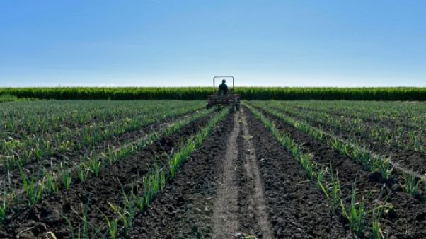 L'agriculture "hors du champ" des discussions commerciales avec les USA (UE) L'agriculture "hors du champ" des discussions commerciales avec les USA (UE)