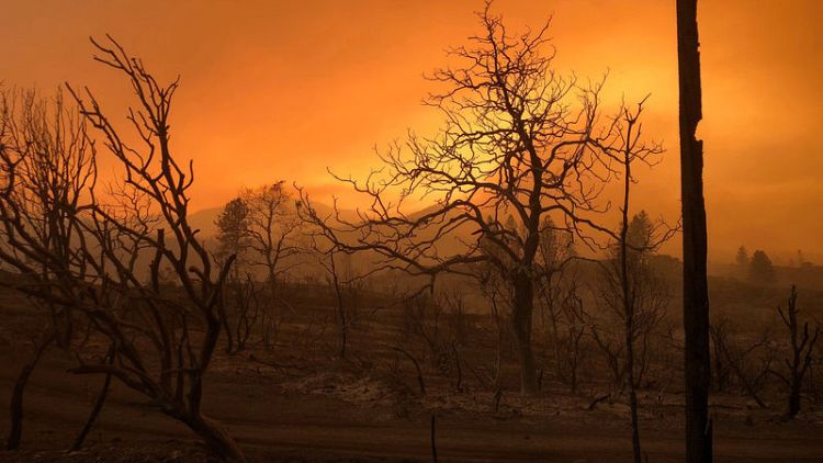 فقد تسعة أشخاص في ظل استمرار حريق غابات في كاليفورنيا