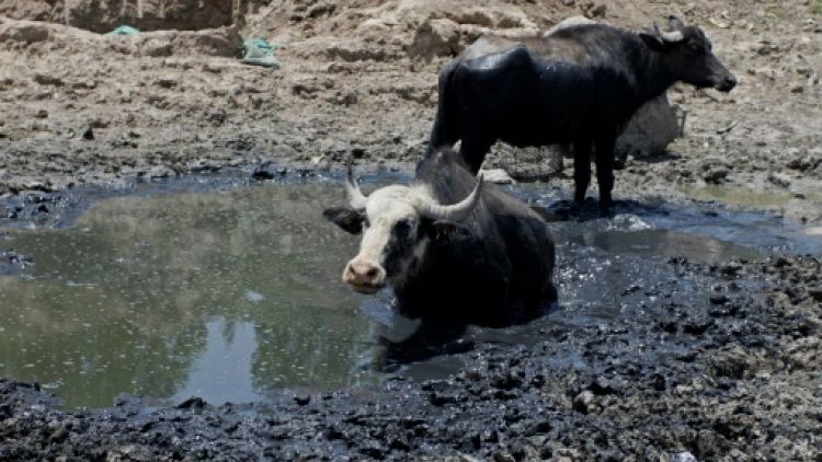 En Irak, au "pays des deux fleuves", la sécheresse met à l'agonie bovins et éleveurs