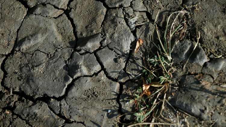 German farmers step up $1 billion aid call after drought damage