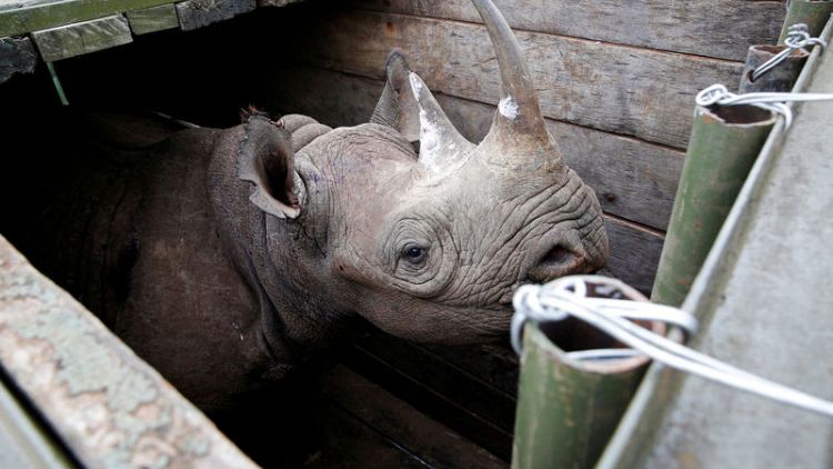 Poachers kill rhino in Kenyan national park - agency