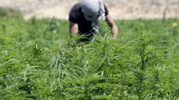 Au Liban, une possible légalisation du cannabis inquiète les producteurs Au Liban, une possible légalisation du cannabis inquiète les producteurs