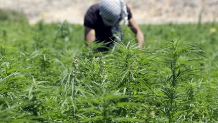 Au Liban, une possible légalisation du cannabis inquiète les producteurs