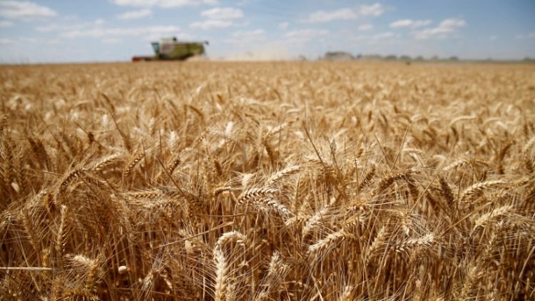 Heatwave ravages European fields, sending wheat prices soaring