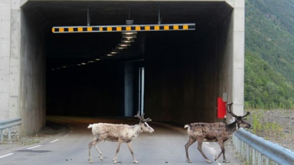 Records de chaleur dans l'Arctique : les rennes envahissent les tunnels Records de chaleur dans l'Arctique : les rennes envahissent les tunnels