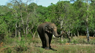 Un éléphant au camp de Dubare, le 11 mai 2018 à Kodagu, en Inde Un éléphant au camp de Dubare, le 11 mai 2018 à Kodagu, en Inde