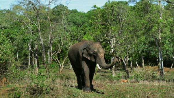 Un éléphant au camp de Dubare, le 11 mai 2018 à Kodagu, en Inde Un éléphant au camp de Dubare, le 11 mai 2018 à Kodagu, en Inde