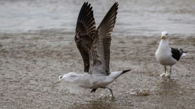 Le Chili, premier pays d'Amérique du Sud a interdire les sacs plastiques Le Chili, premier pays d'Amérique du Sud a interdire les sacs plastiques