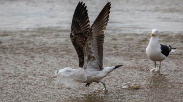 Le Chili, premier pays d'Amérique du Sud a interdire les sacs plastiques Le Chili, premier pays d'Amérique du Sud a interdire les sacs plastiques
