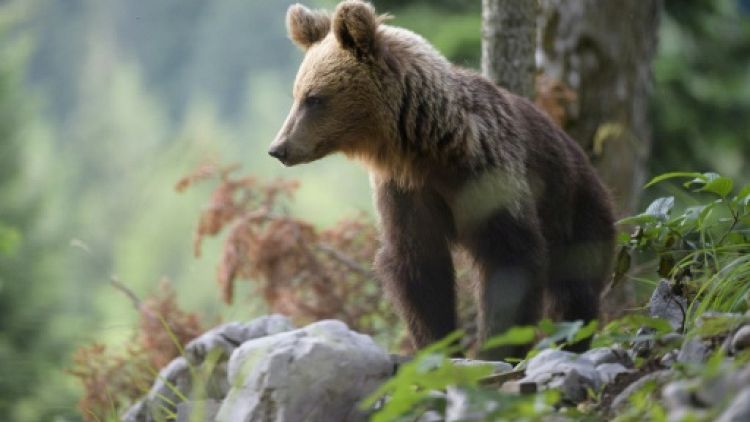 Vivre avec les ours, le pari de la Slovénie