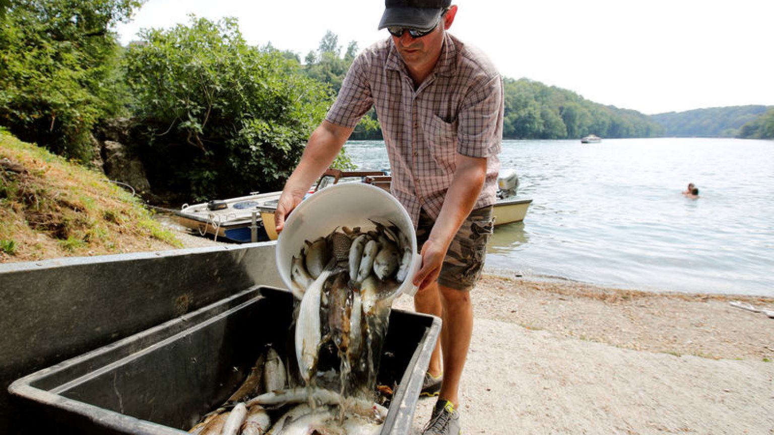 Swiss aid drought-hit farmers, pull dead fish from Rhine