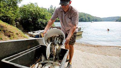 Swiss aid drought-hit farmers, pull dead fish from Rhine