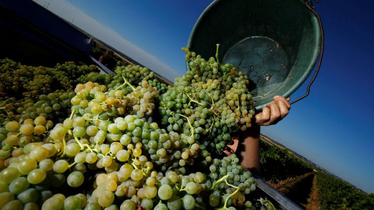 German winegrowers harvesting early due to heatwave