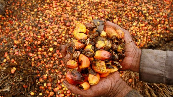 Indonesia bets big on biodiesel to limit costs of oil imports Indonesia bets big on biodiesel to limit costs of oil imports