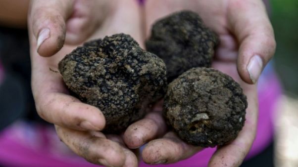 Des truffes cueillies à Peshtan, près de Fier, le 22 mai 2018 en Albanie Des truffes cueillies à Peshtan, près de Fier, le 22 mai 2018 en Albanie