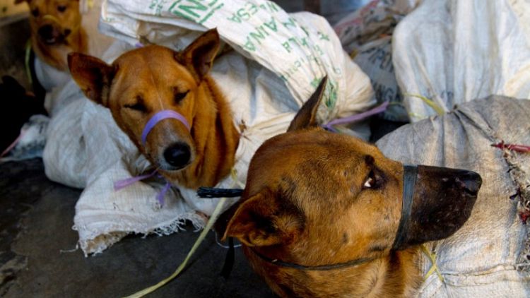 Indonesia works to ban trade of meat from pets, exotic animals
