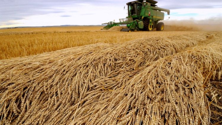 مؤسسة الحبوب السعودية توقف شراء القمح والشعير الكنديين
