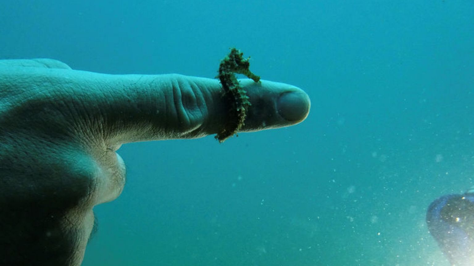 Experts seek to protect rare colony of seahorses in northern Greece
