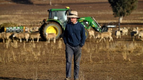 Les éleveurs australiens face à la pire sécheresse en "plus de 50 ans" Les éleveurs australiens face à la pire sécheresse en "plus de 50 ans"