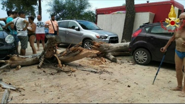 Cade albero su strada, nessun ferito