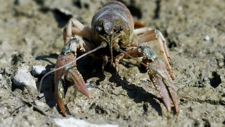 Calico crayfish wreaks havoc in German waters