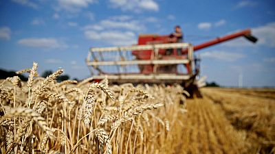 EU wheat sees gains erased by bearish USDA report