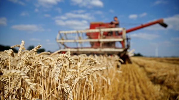 EU wheat sees gains erased by bearish USDA report EU wheat sees gains erased by bearish USDA report