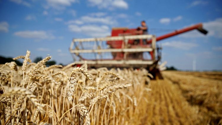 EU wheat sees gains erased by bearish USDA report