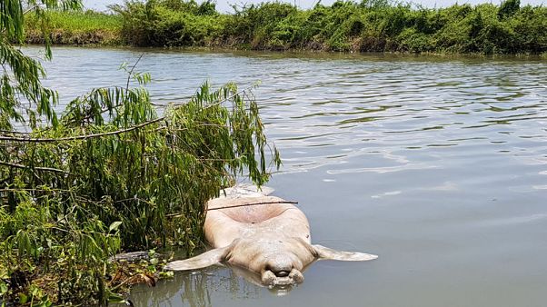 Mysterious manatee deaths in Mexican wetlands spurs quest for answers Mysterious manatee deaths in Mexican wetlands spurs quest for answers