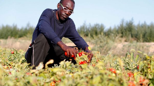 Fatal crashes reveal plight of Italy's African labourers Fatal crashes reveal plight of Italy's African labourers