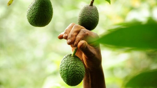 Le Kenya veut profiter de la mode de l'avocat en Europe Le Kenya veut profiter de la mode de l'avocat en Europe