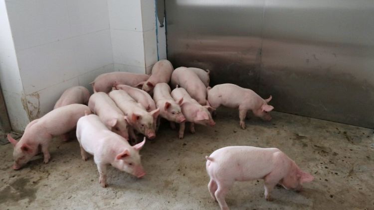 إعدام أكثر من 8 آلاف خنزير في الصين بعد تفش لحمى الخنازير الأفريقية