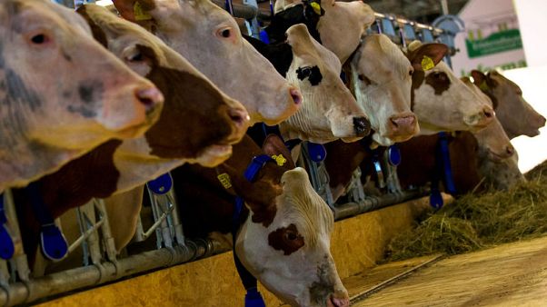 Germany confirms aid for animal feed after drought Germany confirms aid for animal feed after drought