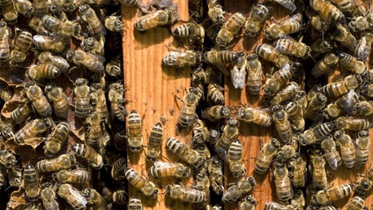 كندا تمنع استخدام مبيدات حشرية في الزراعة لخطورتها على النحل