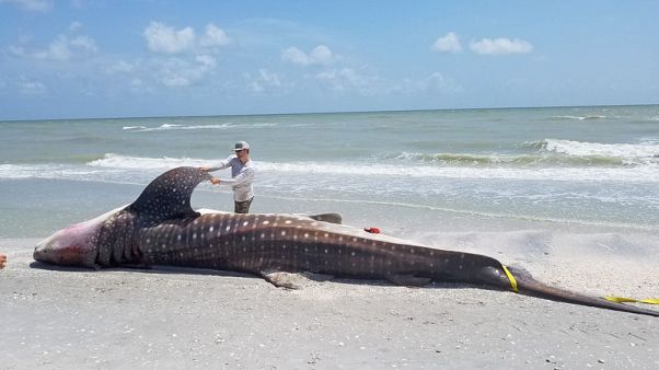 Scientists seek new ways to combat Florida's growing 'red tide' Scientists seek new ways to combat Florida's growing 'red tide'