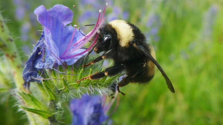 Genome points to inbreeding, disease behind bumblebee decline - research