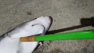 Animali: ambientalisti, squalo ucciso