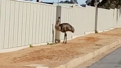 طيور الإيمو الظمآنة تتوافد على بلدة استرالية مع تفاقم الجفاف