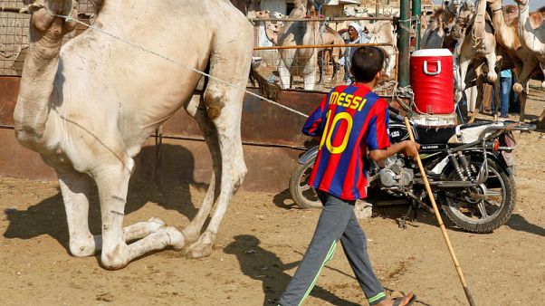 For some Egyptians, camels make a bigger and better Eid sacrifice For some Egyptians, camels make a bigger and better Eid sacrifice