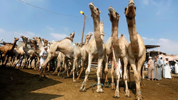 الإبل .. أضحية أكبر وأفضل عند بعض المصريين الإبل .. أضحية أكبر وأفضل عند بعض المصريين