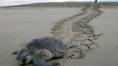 Mexico investigates deaths of over 100 endangered sea turtles