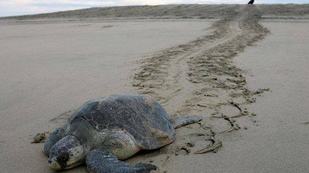 Mexico investigates deaths of over 100 endangered sea turtles Mexico investigates deaths of over 100 endangered sea turtles