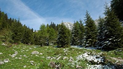 Cerca funghi e cade in dirupo a Primiero Cerca funghi e cade in dirupo a Primiero