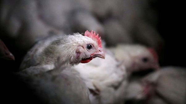 U.S. poultry industry to urge retaliation if South Africa ends quota U.S. poultry industry to urge retaliation if South Africa ends quota