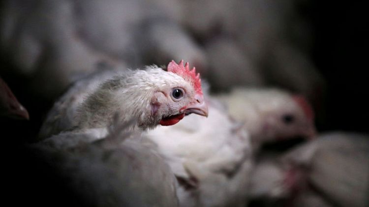 U.S. poultry industry to urge retaliation if South Africa ends quota
