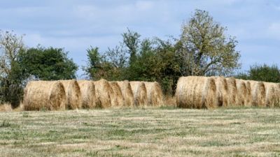 "Il n'y a plus d'herbe": l'élevage durement touché en Europe par la sécheresse estivale