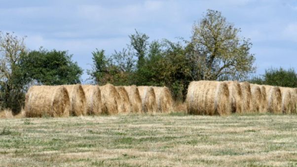 "Il n'y a plus d'herbe": l'élevage durement touché en Europe par la sécheresse estivale "Il n'y a plus d'herbe": l'élevage durement touché en Europe par la sécheresse estivale