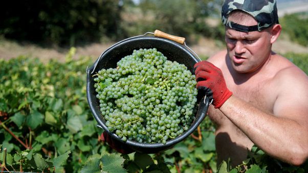 Santé! French wine output set for rebound as harvest races ahead Santé! French wine output set for rebound as harvest races ahead
