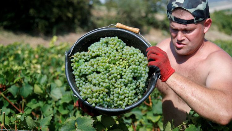 French Champagne makers see stars aligned for record harvest