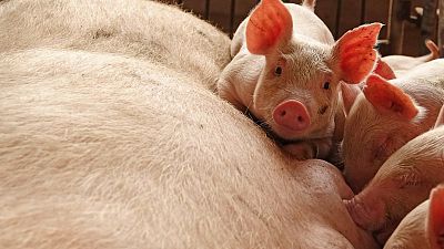 إقليم شاندونغ الصيني يحظر دخول الخنازير الحية من مناطق الإصابة بالحمى الأفريقية